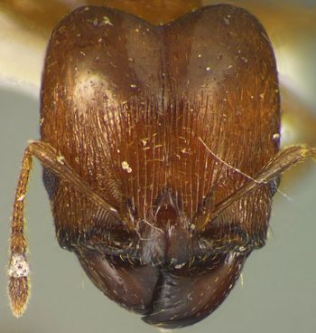 Media type: image;   Entomology 34219 Aspect: head frontal view